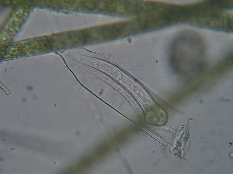 Vaginicola subcrystallina